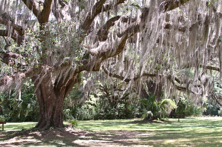 Maclay Gardens_Tallahassee_richardson_nwm-23